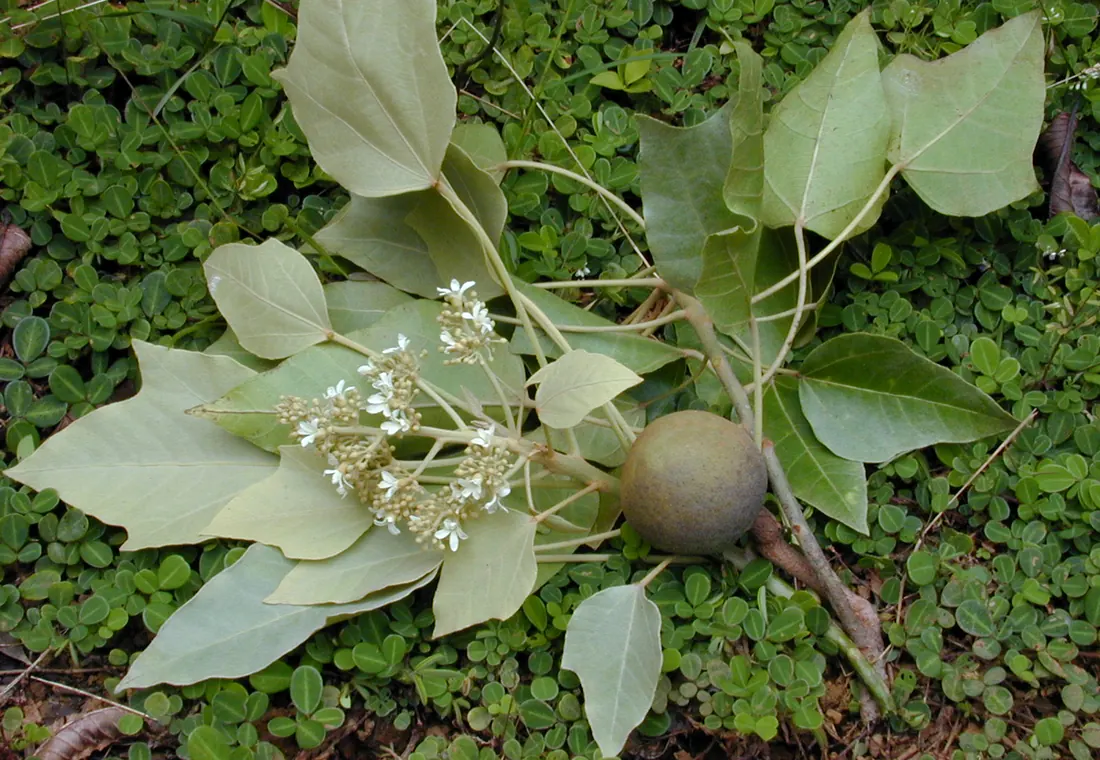 Candlenut tree and nuts reference