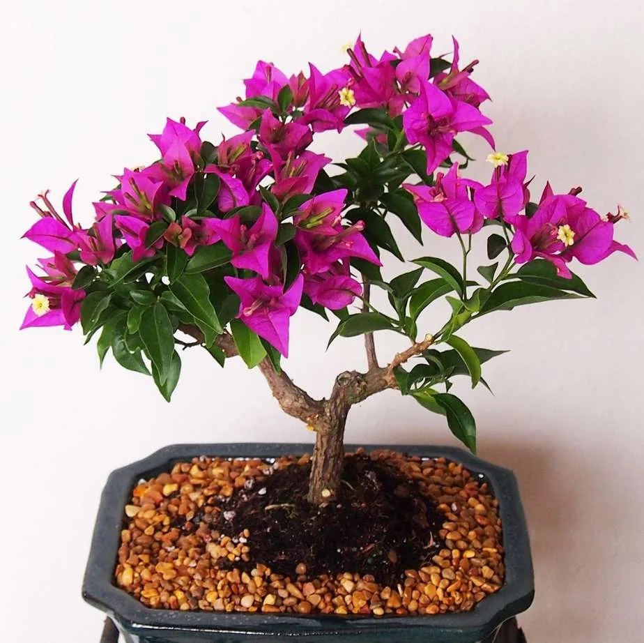 Bougainvillea flower reference