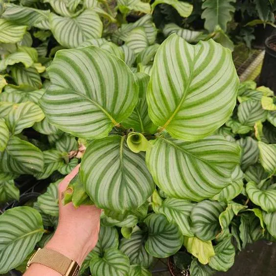 Calathea orbifolia ornamental plant sourced in Indonesia
