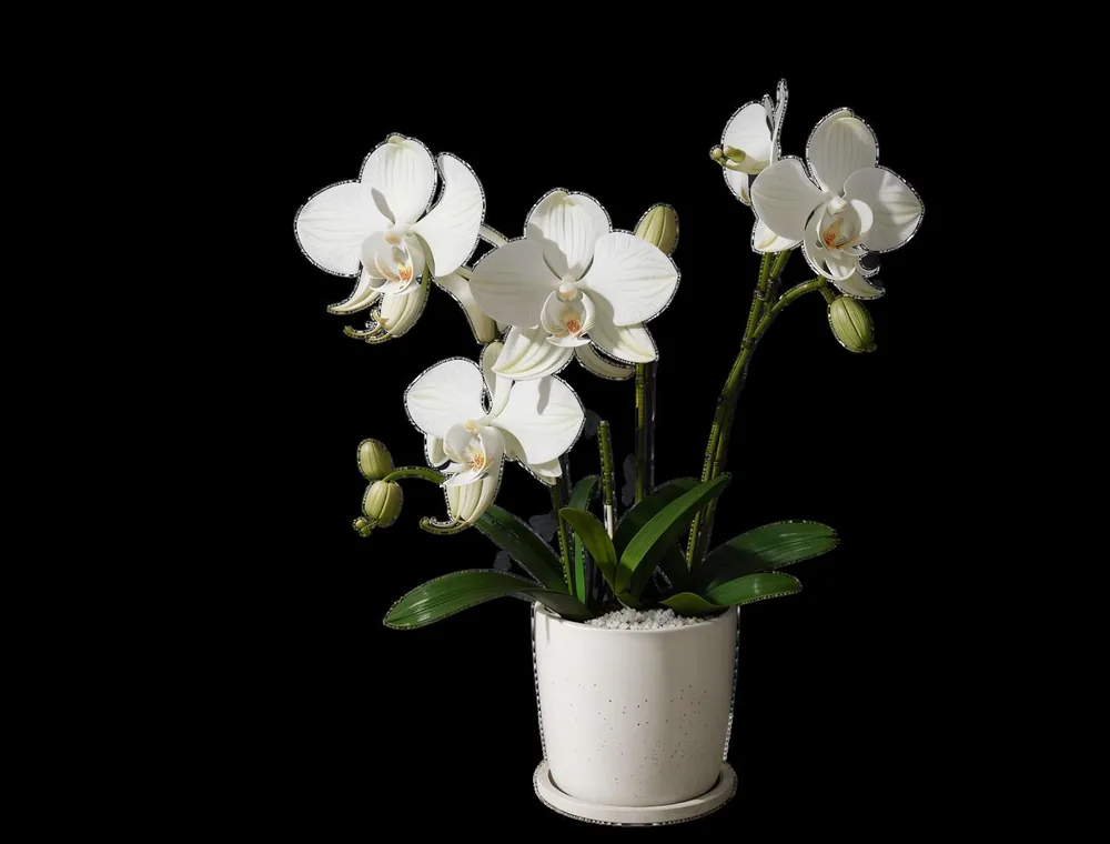 Premium orchid reference