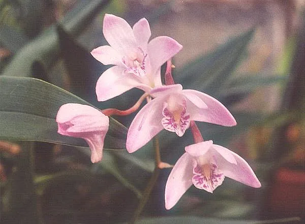 Dendrobium orchid cut flower reference