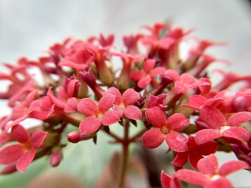 Colorful flowering plant reference